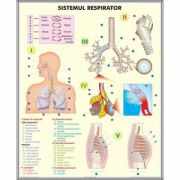 Plansa dubla - Sistemul respirator / Celula eucariota