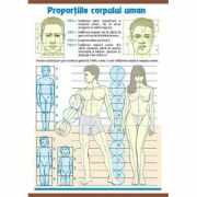 Plansa dubla - Proportiile corpului uman/ Contrastele cromatice (AP5)